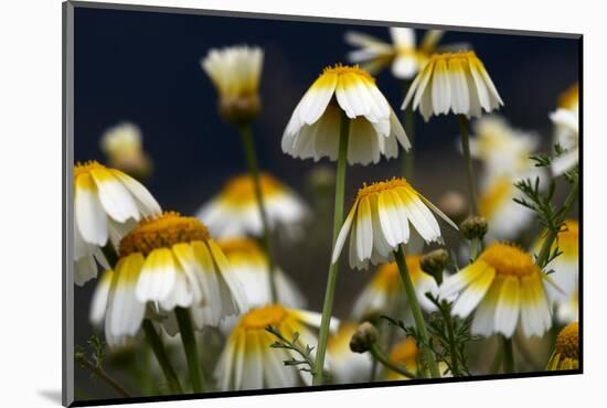 Crown Daisy (Glebionis Coronarium) Flowers, Crete, Greece, April 2009-Lilja-Mounted Photographic Print