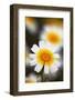 Crown Daisy (Glebionis Coronarium) Flowers, Kritsa, Crete, Greece, April 2009-Lilja-Framed Photographic Print