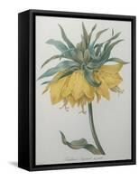 Crown Flower - Fritillaire-Pierre-Joseph Redoute-Framed Stretched Canvas