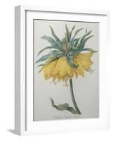 Crown Flower - Fritillaire-Pierre-Joseph Redoute-Framed Art Print