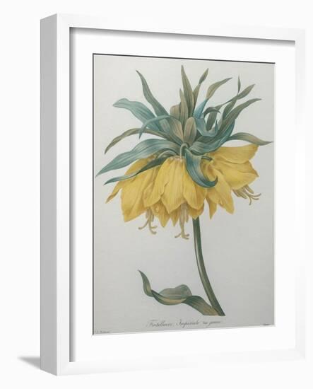 Crown Flower - Fritillaire-Pierre-Joseph Redoute-Framed Art Print