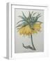 Crown Flower - Fritillaire-Pierre-Joseph Redoute-Framed Art Print