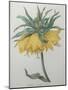Crown Flower - Fritillaire-Pierre-Joseph Redoute-Mounted Art Print