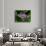 Crown Flower in Virgin Gorda, British Virgin Islands-Joe Restuccia III-Photographic Print displayed on a wall