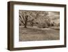 Crown Hill Cemetery, Indianapolis, Indiana-Rona Schwarz-Framed Photographic Print