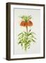 Crown Imperial Fritillary-Sally Crosthwaite-Framed Giclee Print