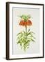 Crown Imperial Fritillary-Sally Crosthwaite-Framed Giclee Print