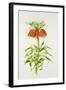 Crown Imperial Fritillary-Sally Crosthwaite-Framed Giclee Print