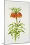 Crown Imperial Fritillary-Sally Crosthwaite-Mounted Giclee Print