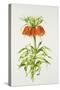 Crown Imperial Fritillary-Sally Crosthwaite-Stretched Canvas