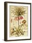 Crown Imperial or Kaiser's Crown (Fritillaria Imperialis)-null-Framed Giclee Print