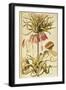 Crown Imperial or Kaiser's Crown (Fritillaria Imperialis)-null-Framed Giclee Print