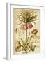 Crown Imperial or Kaiser's Crown (Fritillaria Imperialis)-null-Framed Giclee Print