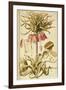 Crown Imperial or Kaiser's Crown (Fritillaria Imperialis)-null-Framed Giclee Print