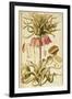 Crown Imperial or Kaiser's Crown (Fritillaria Imperialis)-null-Framed Giclee Print