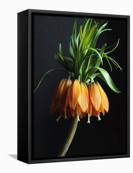 Crown Imperial-Clay Perry-Framed Stretched Canvas