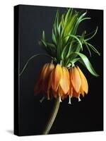 Crown Imperial-Clay Perry-Stretched Canvas