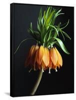 Crown Imperial-Clay Perry-Framed Stretched Canvas