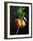 Crown Imperial-Clay Perry-Framed Photographic Print