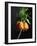 Crown Imperial-Clay Perry-Framed Photographic Print