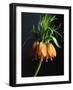 Crown Imperial-Clay Perry-Framed Photographic Print