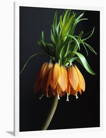 Crown Imperial-Clay Perry-Framed Photographic Print