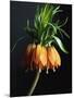 Crown Imperial-Clay Perry-Mounted Photographic Print