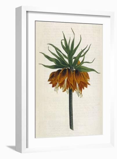 Crown Imperial-William Curtis-Framed Photographic Print