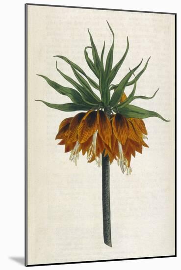 Crown Imperial-William Curtis-Mounted Photographic Print
