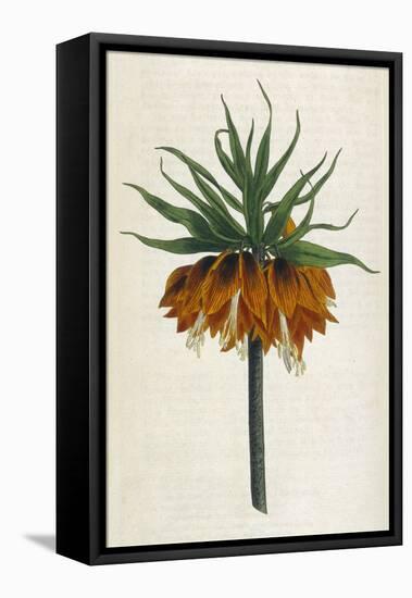 Crown Imperial-William Curtis-Framed Stretched Canvas