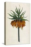 Crown Imperial-William Curtis-Stretched Canvas