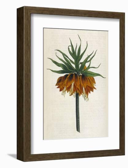 Crown Imperial-William Curtis-Framed Photographic Print