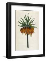 Crown Imperial-William Curtis-Framed Photographic Print