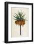 Crown Imperial-William Curtis-Framed Photographic Print