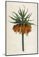 Crown Imperial-William Curtis-Mounted Photographic Print