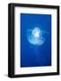 Crown Jellyfish (Netrostoma Setouchina), Blue Corner, Micronesia, Palau-Reinhard Dirscherl-Framed Photographic Print