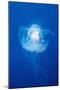 Crown Jellyfish (Netrostoma Setouchina), Blue Corner, Micronesia, Palau-Reinhard Dirscherl-Mounted Photographic Print