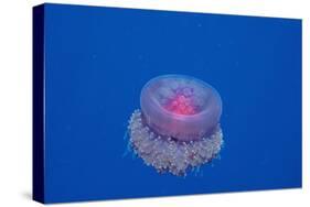 Crown Jellyfish (Netrostoma Setouchina), Red Sea, Egypt.-Reinhard Dirscherl-Stretched Canvas