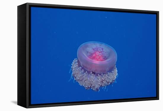 Crown Jellyfish (Netrostoma Setouchina), Red Sea, Egypt.-Reinhard Dirscherl-Framed Stretched Canvas