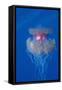 Crown Jellyfish (Netrostoma Setouchina), Red Sea, Egypt.-Reinhard Dirscherl-Framed Stretched Canvas