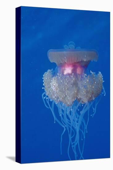 Crown Jellyfish (Netrostoma Setouchina), Red Sea, Egypt.-Reinhard Dirscherl-Stretched Canvas