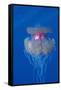 Crown Jellyfish (Netrostoma Setouchina), Red Sea, Egypt.-Reinhard Dirscherl-Framed Stretched Canvas