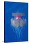 Crown Jellyfish (Netrostoma Setouchina), Red Sea, Egypt.-Reinhard Dirscherl-Stretched Canvas