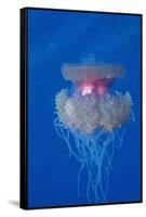 Crown Jellyfish (Netrostoma Setouchina), Red Sea, Egypt.-Reinhard Dirscherl-Framed Stretched Canvas