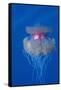 Crown Jellyfish (Netrostoma Setouchina), Red Sea, Egypt.-Reinhard Dirscherl-Framed Stretched Canvas