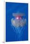 Crown Jellyfish (Netrostoma Setouchina), Red Sea, Egypt.-Reinhard Dirscherl-Framed Photographic Print