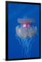 Crown Jellyfish (Netrostoma Setouchina), Red Sea, Egypt.-Reinhard Dirscherl-Framed Photographic Print