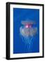 Crown Jellyfish (Netrostoma Setouchina), Red Sea, Egypt.-Reinhard Dirscherl-Framed Photographic Print