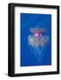 Crown Jellyfish (Netrostoma Setouchina), Red Sea, Egypt.-Reinhard Dirscherl-Framed Photographic Print