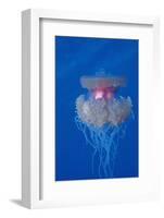 Crown Jellyfish (Netrostoma Setouchina), Red Sea, Egypt.-Reinhard Dirscherl-Framed Photographic Print